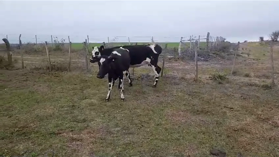 Lote (Vendido)2 Vacas de Invernada a remate en #35 Pantalla Carmelo 390kg -  en VIBORAS Y VACAS