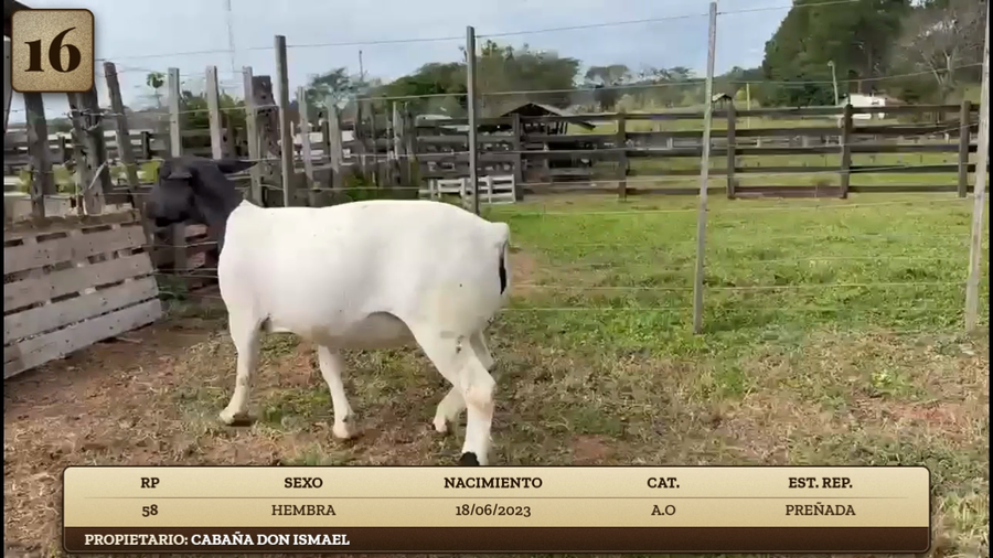 Lote LOTE 16