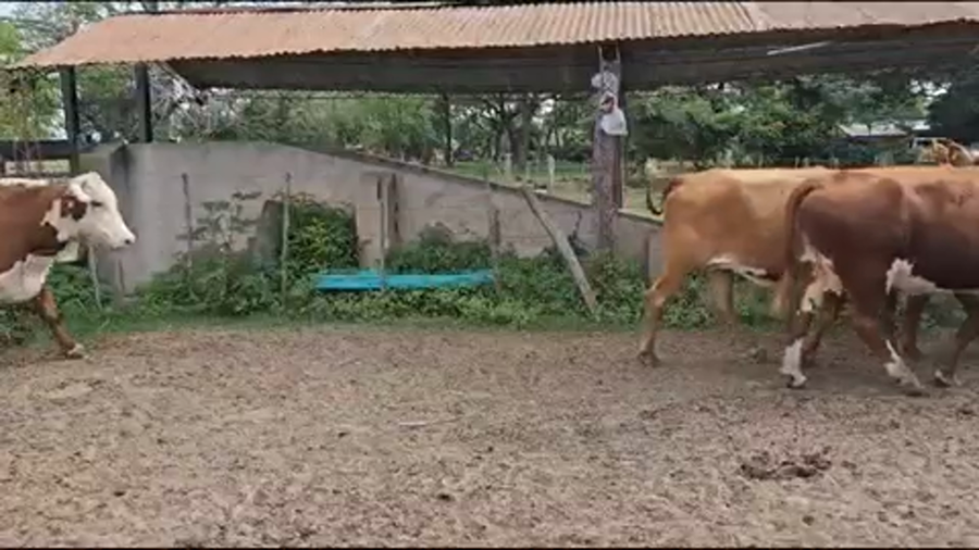 Lote 100 Vacas de invernar en Ituzaingó, Corrientes