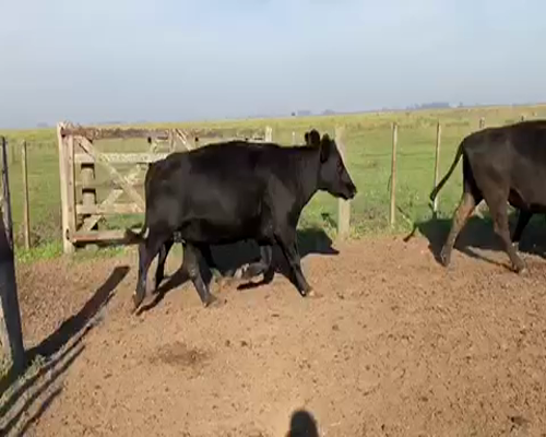 Lote 36 Vacas de invernar en Gral. Alvear, Buenos Aires