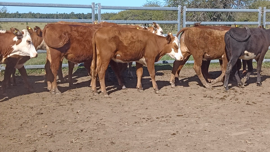 Lote 86 Terneros/as en Corrientes, Bonpland