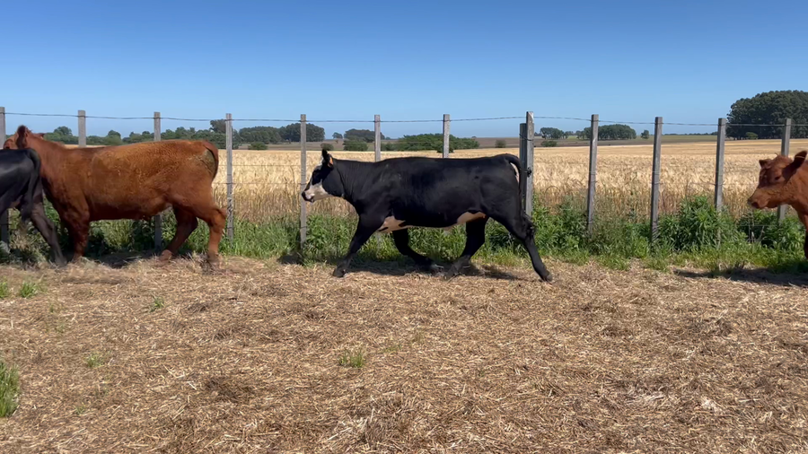 Lote TERNEROS Y TERNERAS