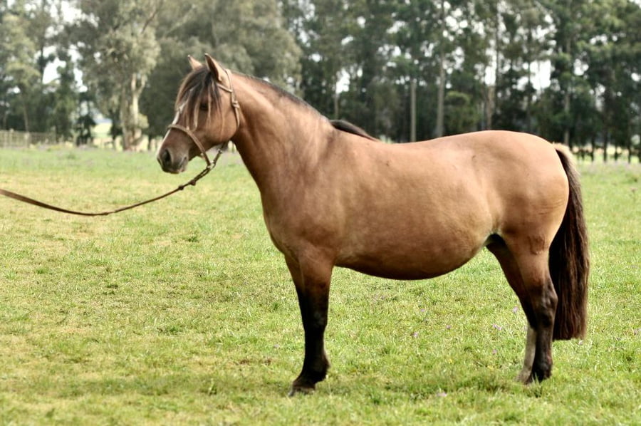 Lote Cañada Jovem Guarda (RP 349) Cabaña "La Cañada"
