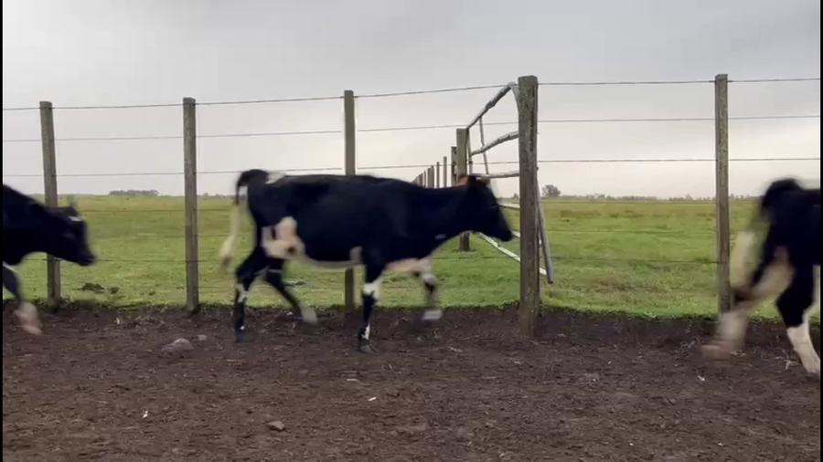 Lote TERNERAS HOLANDO