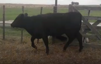 Lote 55 Novillitos y vaquillonas dde 210Kg en Viamonte, Córdoba