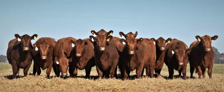 Lote Vaquillonas Angus PC Otoño