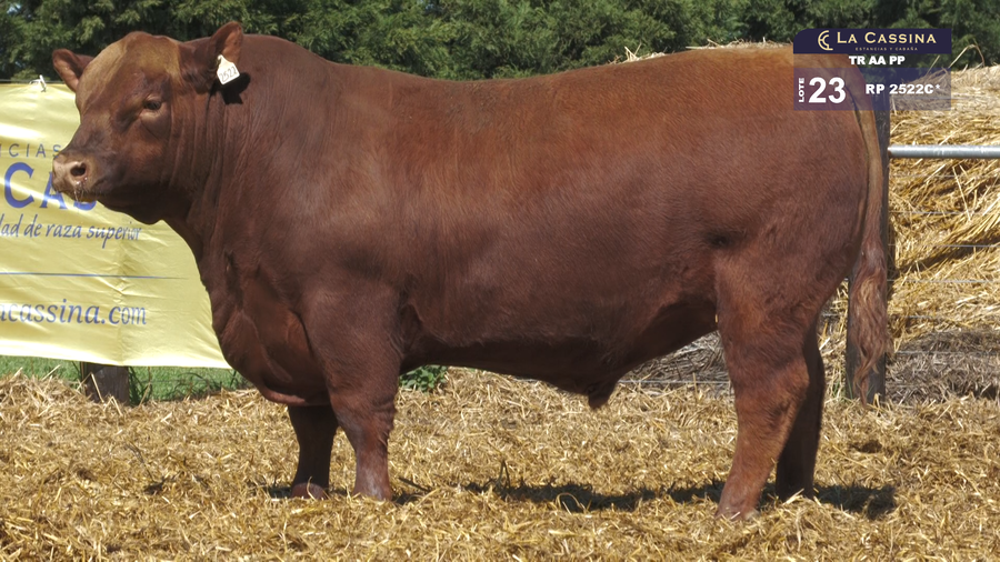 Lote TOROS ABERDEEN ANGUS PP
