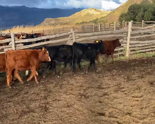 Lote 30 Ternera en XI Región Aysén, Chile Chico