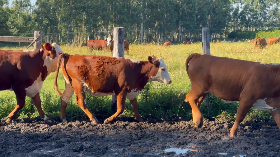 Lote 28 Terneros/as en Corrientes, Curuzu Cuatia