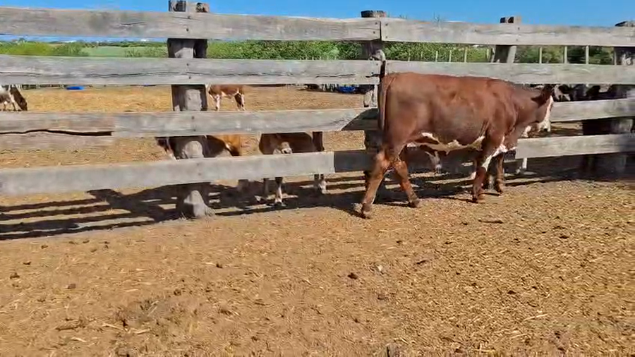 Lote Terneros cruza