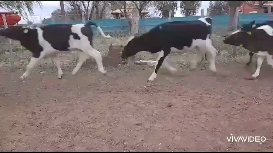 Lote 120 Terneros en Lincoln, Buenos Aires