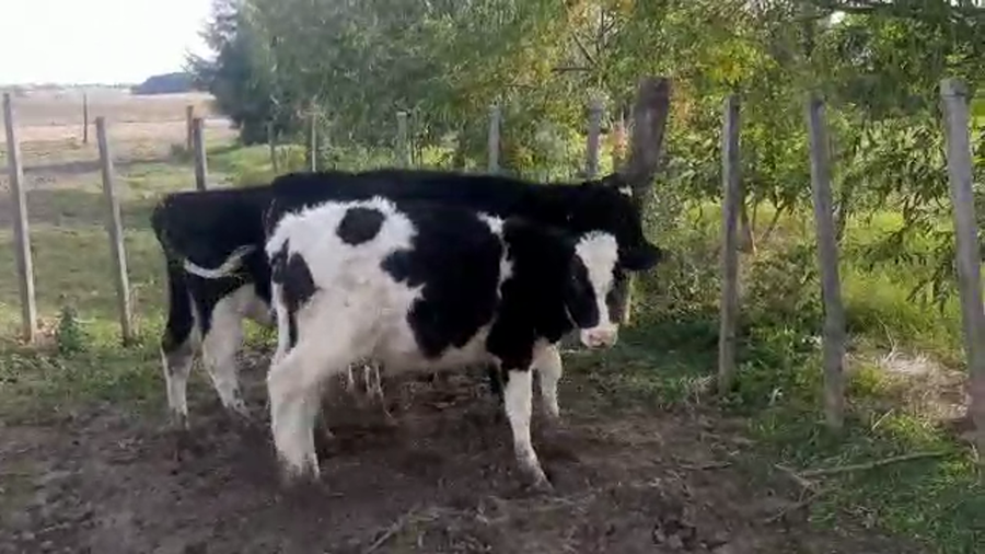 Lote (Vendido)4 Terneros HOLANDO a remate en Pantalla Camy Mayo - Desde La Cuenca 160kg - , San José