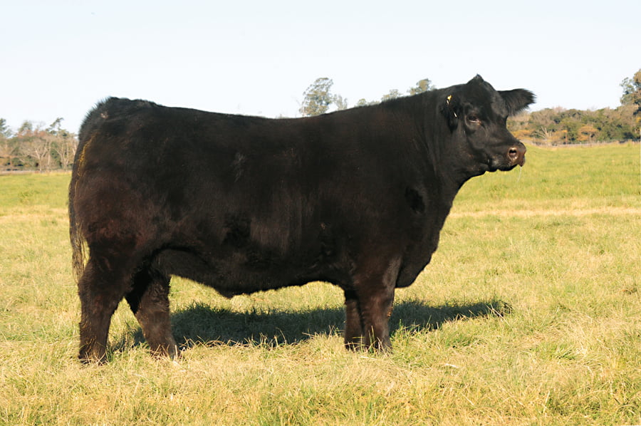 Lote Eleccion de una Vaquillona PP