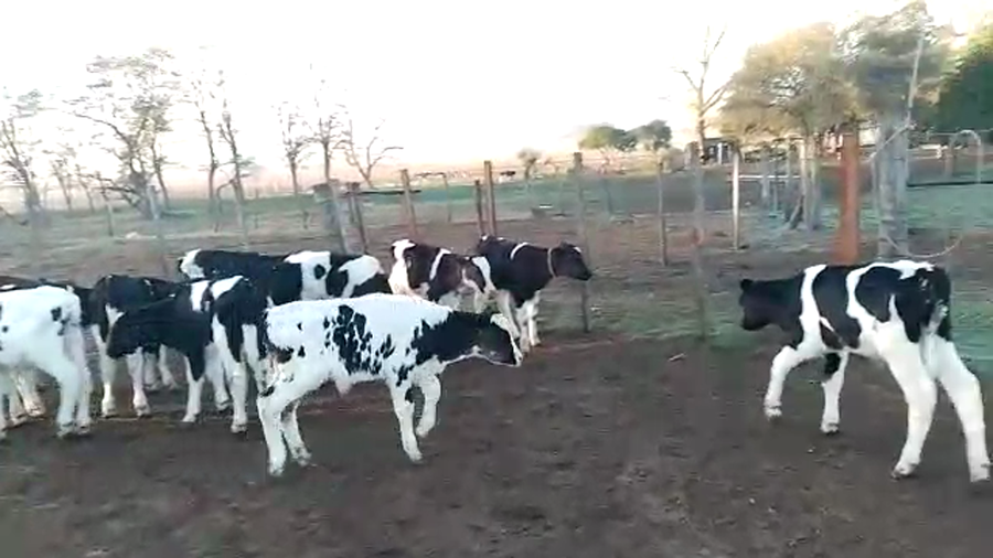 Lote 20 Terneros Holando