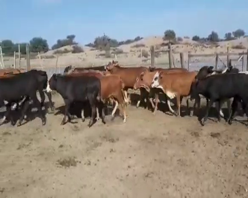 Lote 50 Terneros/as en Tintina, Santiago del Estero