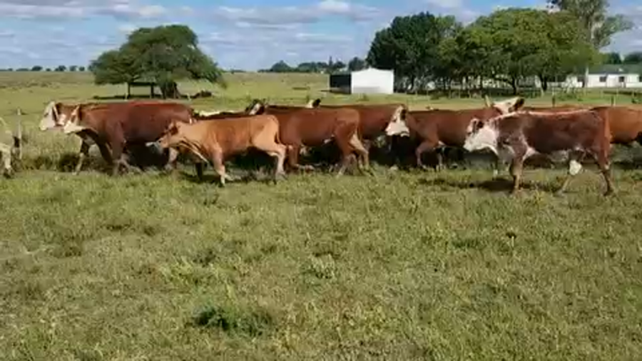 Lote 50 Novillos en Sauce, Corrientes