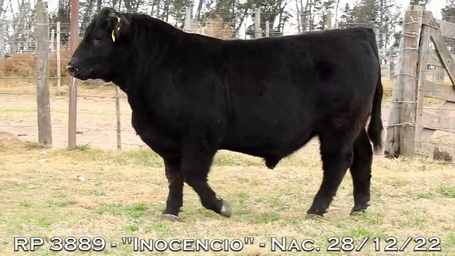 Lote TOROS PUROS DE PEDIGREE