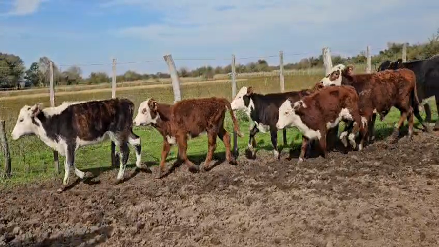 Lote 39 Terneros/as