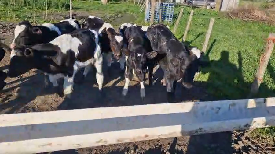 Lote 12 Terneros a remate en Pantalla Aniversario - Escritorio Camy, San José