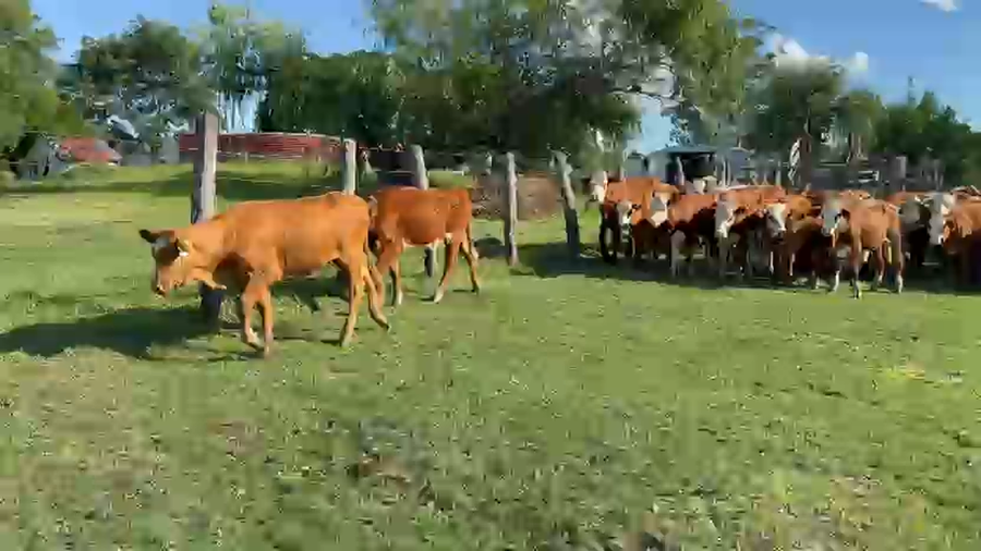Lote 70 Terneros/as