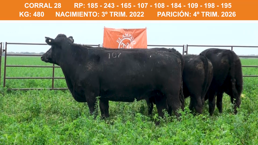 Lote VAQUILLONAS ULTRA BLACK PREÑADAS 2022 EL AMPARO