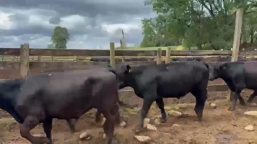 Lote 110 Novillo Engorda en Futrono, XIV Región Los Ríos