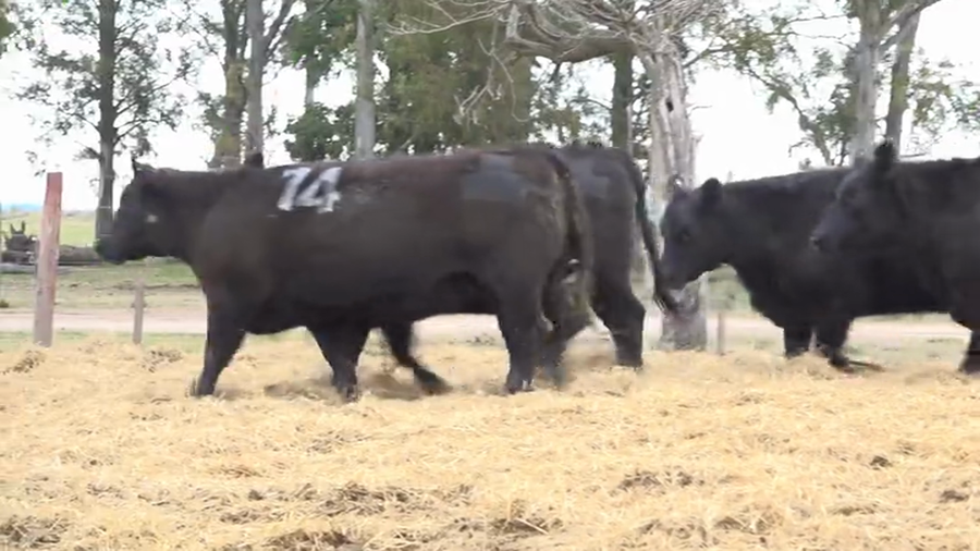 Lote Vaquillas Preñadas Tres Molinos