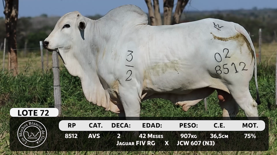 Lote LOTE 72