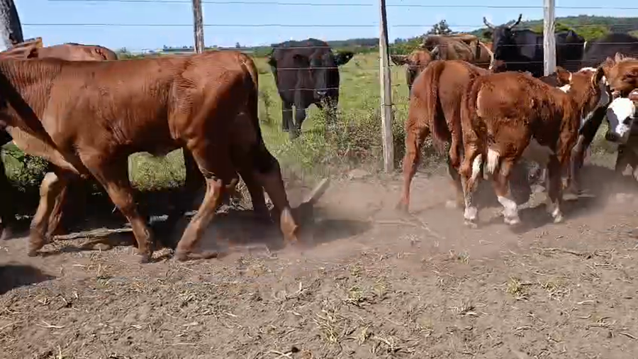 Lote 110 Terneros/as en Corrientes, Mocoretá