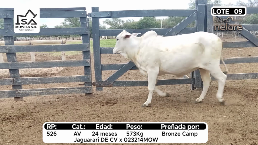 Lote Nacional Nelore Campo - Lote 9