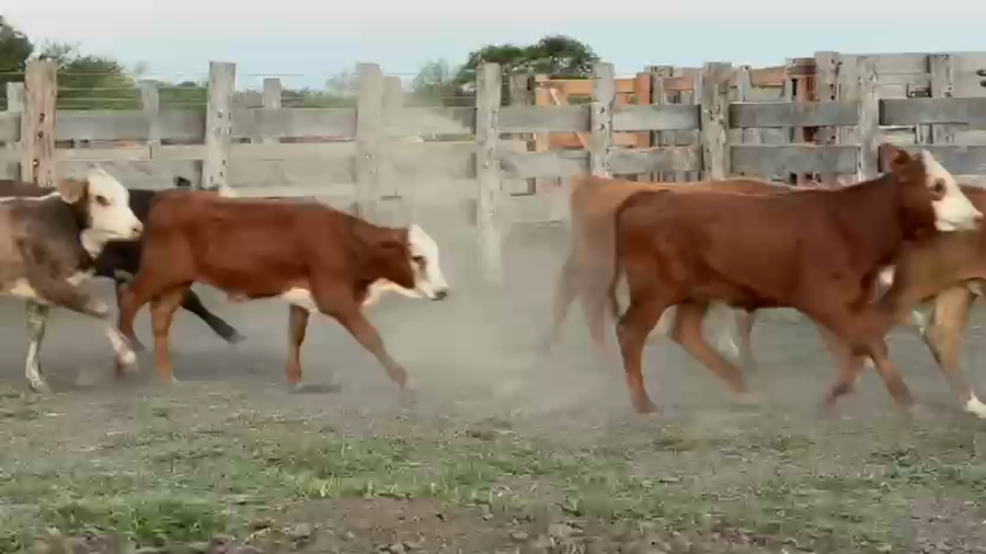 Lote 143 Terneros/as