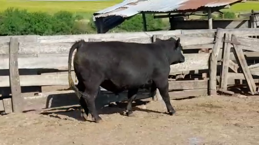 Lote TORO PI