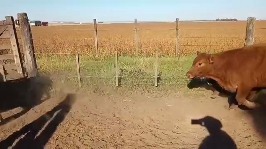 Lote 63 TERNS. MACHOS, LINCOLN, PCIA. DE BS. AS.