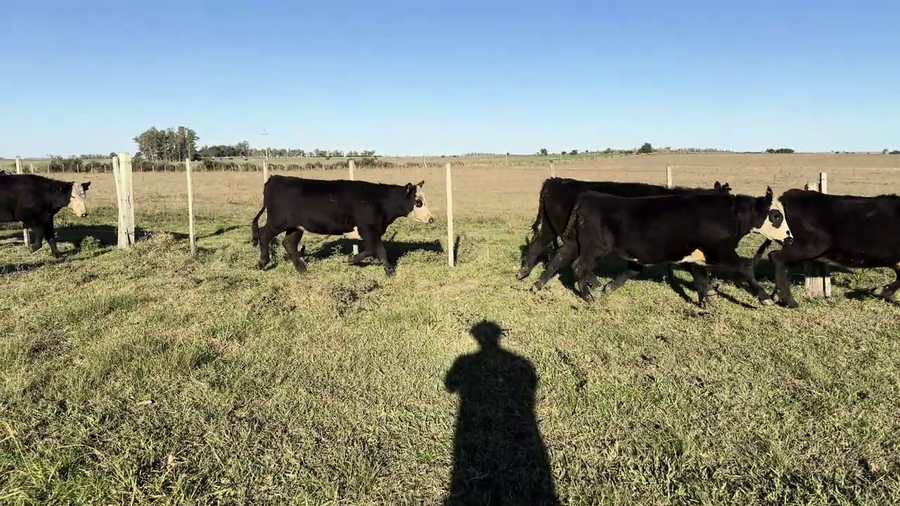 Lote VAQUILLONAS 1 A 2 AÑOS