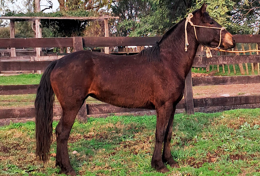 Lote Manzanilla Bordona