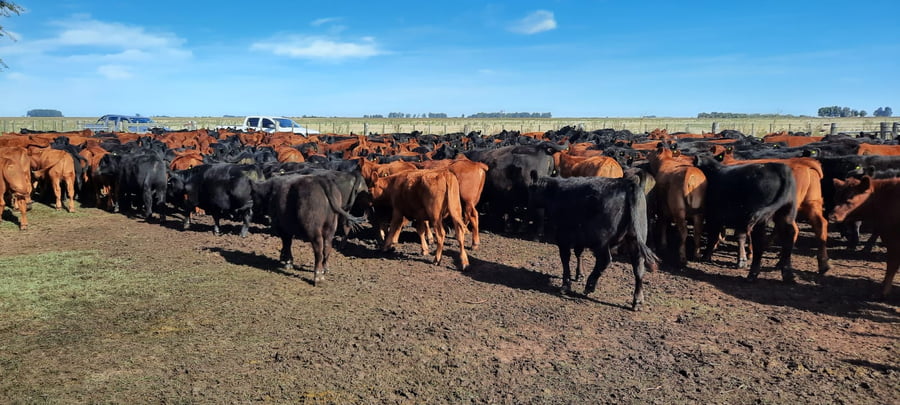 Lote 60 Terneras en Gral. Lamadrid, Buenos Aires