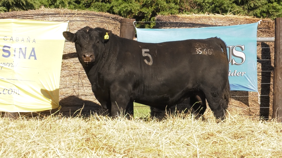 Lote TOROS ANGUS PURO CONTROLADO