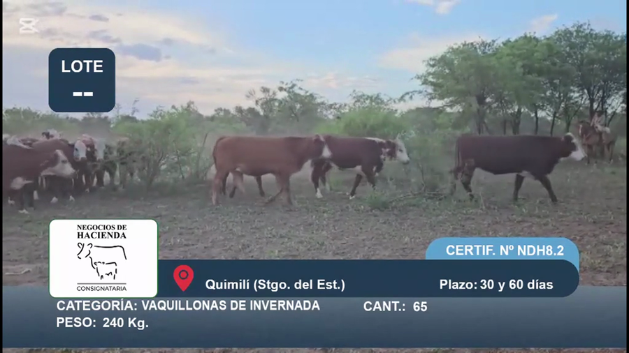 Lote 65 Vaquillonas de invernada en Santiago del Estero, Quimilí