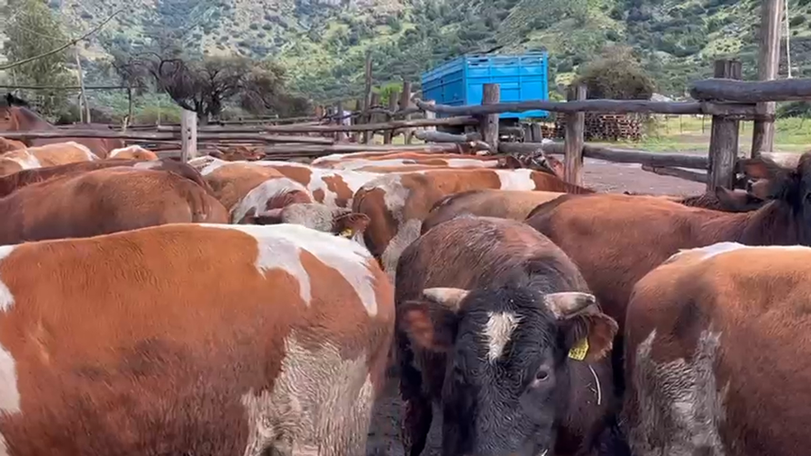 Lote 60 Novillo Engorda en Catemu, V  Región Valparaíso