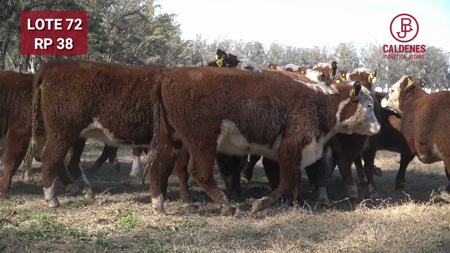Lote Vaquillonas PR Preñadas Parición Otoño (INSEMINACION ARTIFICIAL)