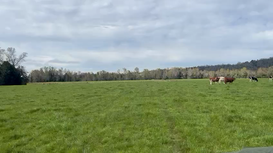 Imagen 3 del Lote Lote 40 Novillo Gordo