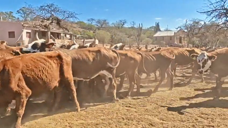 Lote 48 Vacas de invernar en Salta, Gral. Güemes