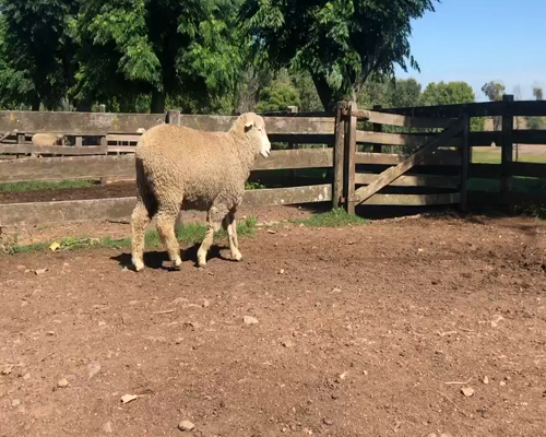 Lote 1 Borregos Planteleros en Cerro Largo, Cerro Largo