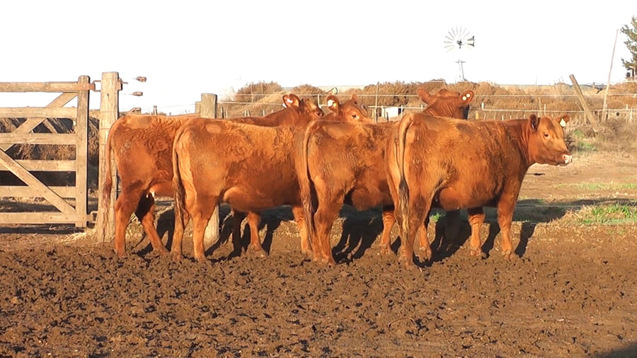 Lote VAQUILLONAS ANGUS PC PARICION AGO/SEP/OCT