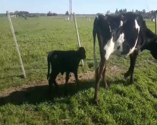 Lote 2 Ovejas piezas de cría a remate en Pantalla Aniversario 350kg - , San José