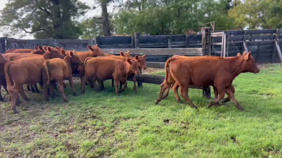 Lote 24 Terneros/as
