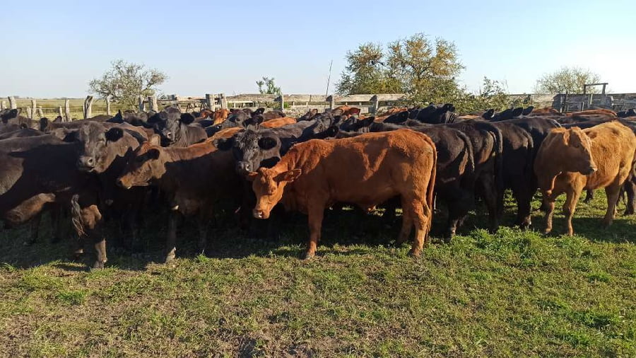 Lote 47 Vaquillonas en San Salvador, Entre Ríos
