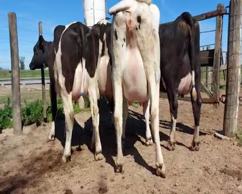 Lote Lote 32 Avelino Picco