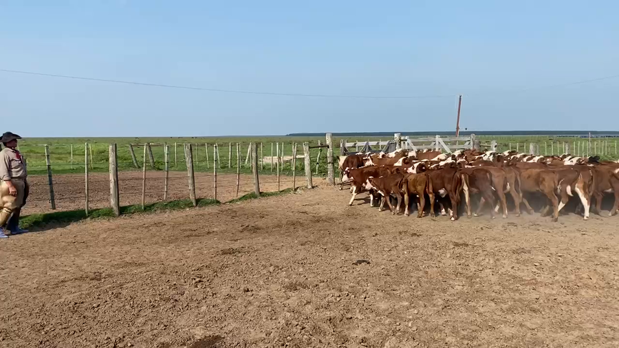 Lote 115 Terneros/as en Esquina, Corrientes