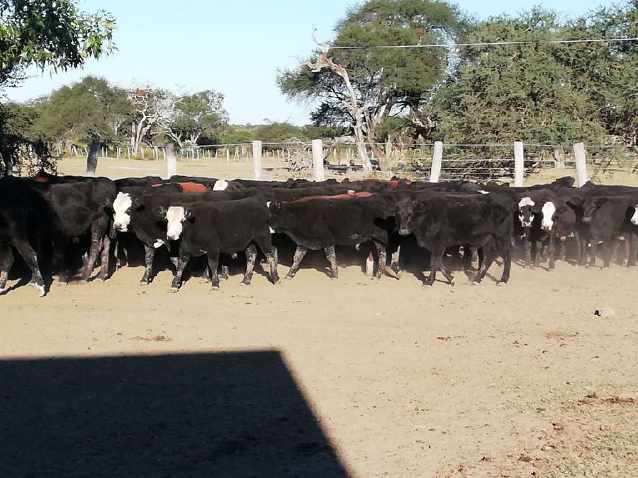 Lote 100 Terneros en Federal, Entre Ríos
